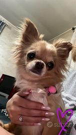 Chihuahua pelo lungo