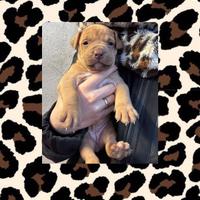 Cucciole american Pitbull terrier UKC