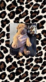 Cucciole american Pitbull terrier UKC