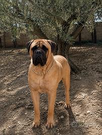 Bullmastiff