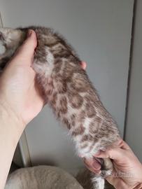 Cuccioli bengala