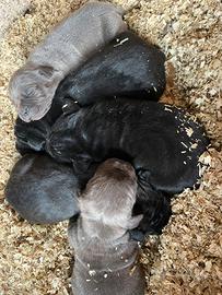 Cuccioli di cane corso