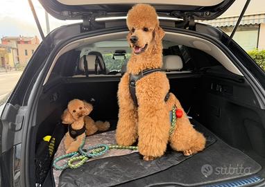 Barbone e Barboncino per Monta