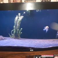 Acquario juwel rio vision 240