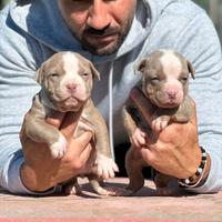 American pitbull terrier