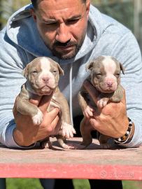 American pitbull terrier