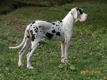 Alani maschi e femmine di alta genealogia