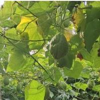 Zucca spinosa Chayote