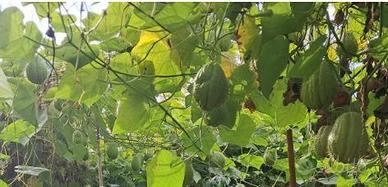 Zucca spinosa Chayote