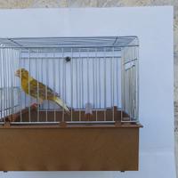 Coppia Canarini Timbrado Spagnolo