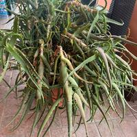 Aloe Arborescens di Padre Zago