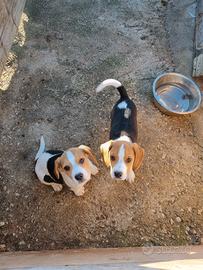 2 cuccioli di beagle