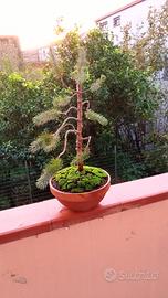 pinus pinea bonsai 
