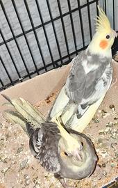 Calopsite semi svezzati