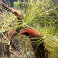 Neocardina Davidi Red cherry