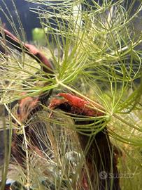 Neocardina Davidi Red cherry