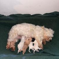 Cucciolata maltipoo