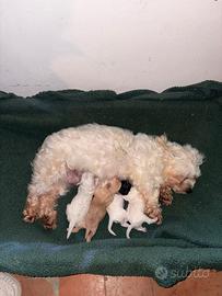Cucciolata maltipoo