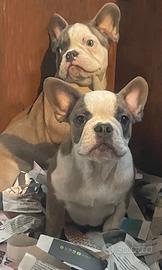 Femmina di 4 mesi bulldog blu francese