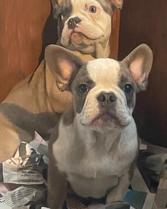 Femmina di 4 mesi bulldog blu francese