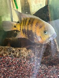 Astronomia ocellatus Oscar