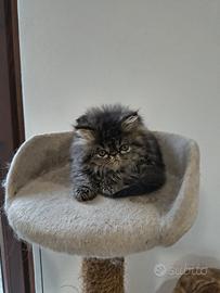 Cucciolo di gatto persiano