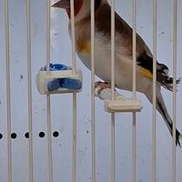 Cardellini major Femmine 2025