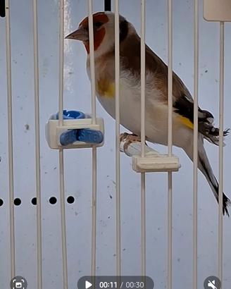 Cardellini major Femmine 2025