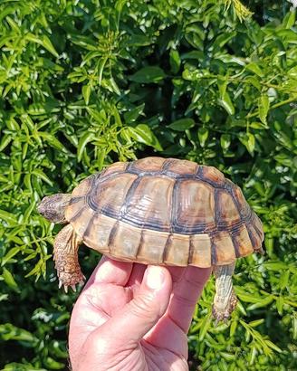 Testudo marginata femmina tartaruga