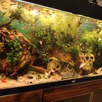 acquario Juwel 180
