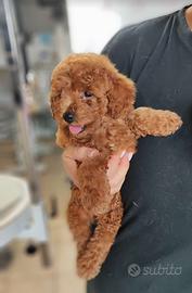 Cucciolo di barboncino nano