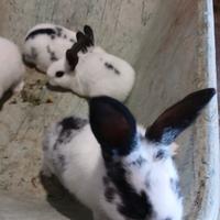 5 euro a coniglio (hanno 50 giorni)