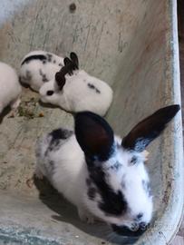 5 euro a coniglio (hanno 50 giorni)