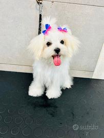 Ultima Cucciola maltese