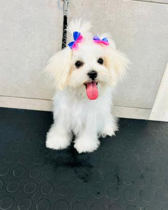 Ultima Cucciola maltese
