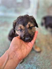 Cucciolotto mix pastore tedesco in adozione