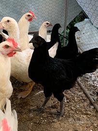 Cemani
