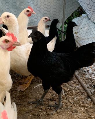 Cemani