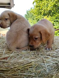 Cuccioli di Labrador