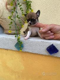 Cuccioli di chihuahua
