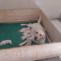 Labrador retriever miele
