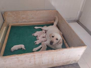 Labrador retriever miele