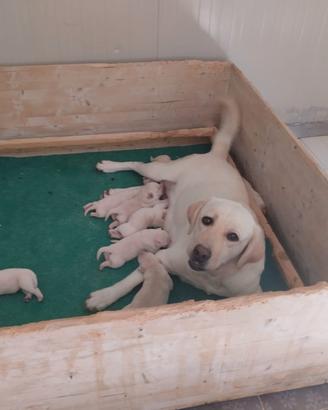 Labrador retriever miele