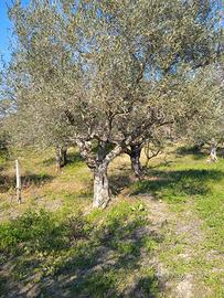 Terreno con piante di olivi
