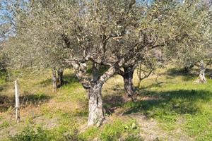 Terreno con piante di olivi