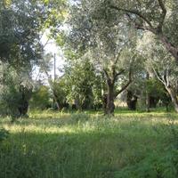 Uliveto secolare con fabbricato - cittanova /rc