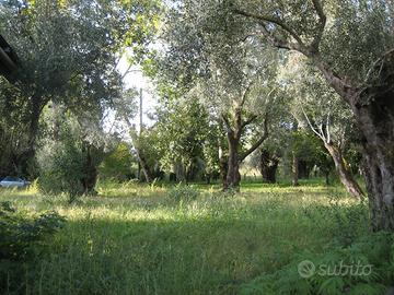 Uliveto secolare con fabbricato - cittanova /rc