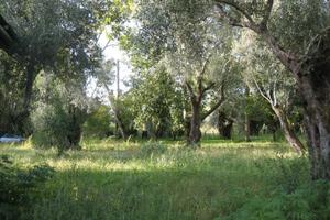 Uliveto secolare con fabbricato - cittanova /rc