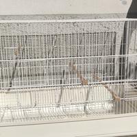 gabbia cova per uccelli 