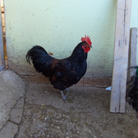 Polli ibridi Paesani